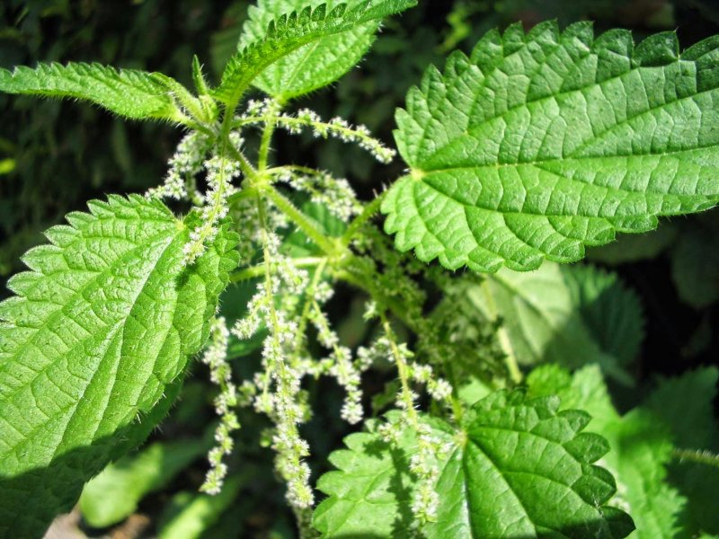 Крапива плосколистная (Urtica platyphylla)