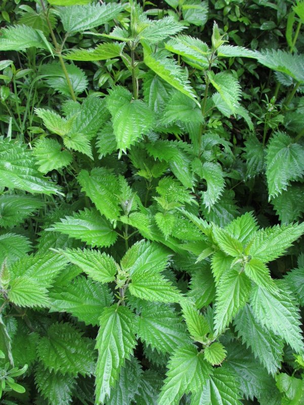 Крапива двудомная (Urtica dioica)