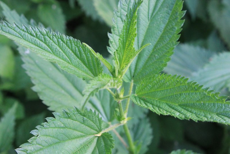 Крапива двудомная (Urtica dioica)