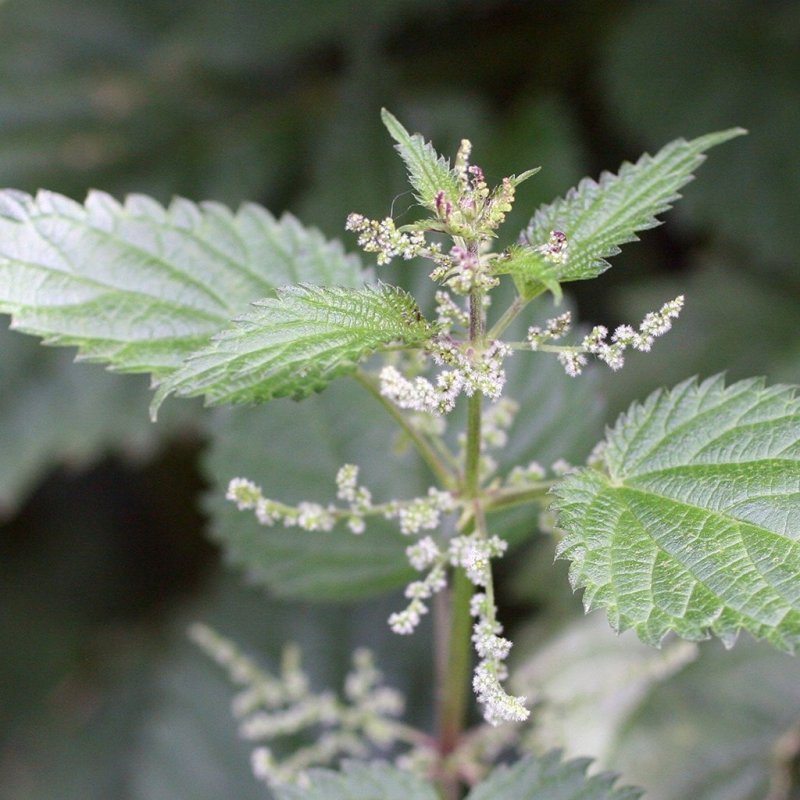 Крапива двудомная (Urtica dioica l.)