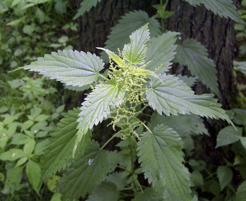 Крапива двудомная Urtica dioica ареал
