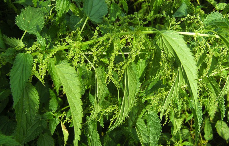 Уртика уренс Urtica urens