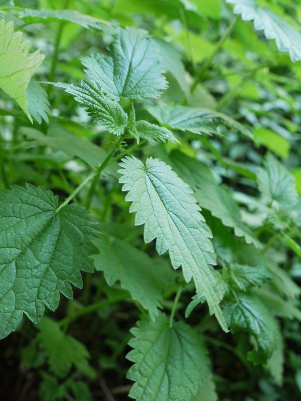 Крапива двудомная (Urtica dioica)