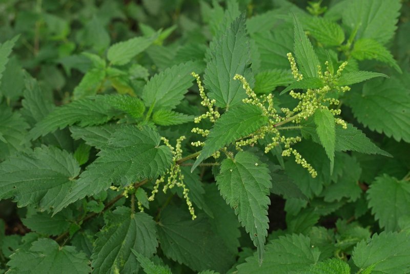 Крапива плосколистная (Urtica platyphylla)