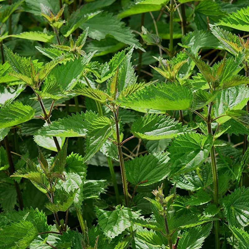Крапива двудомная (Urtica dioica)