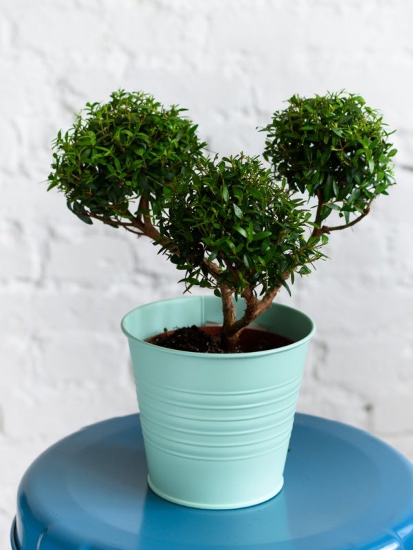 Мирт microphylla