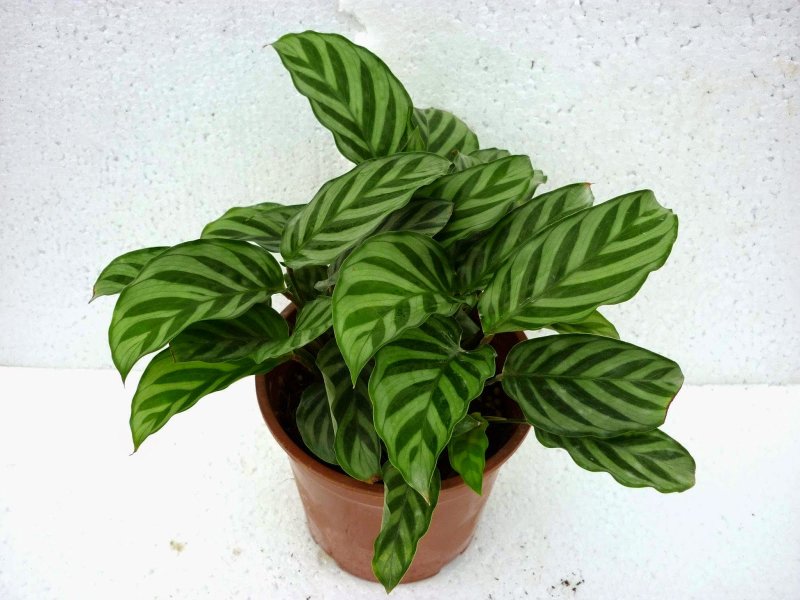 Калатея Фредди Calathea Freddie
