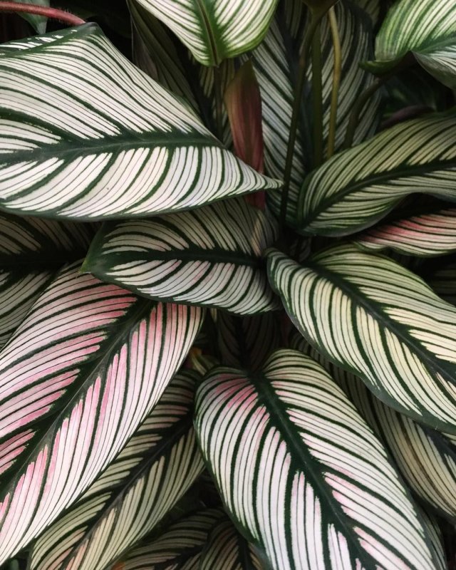 Калатея псевдовечиана Calathea pseudo veitchiana