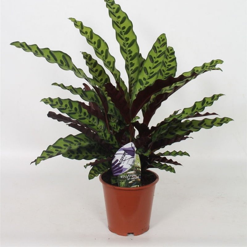 Калатея Лансифолия Calathea lancifolia