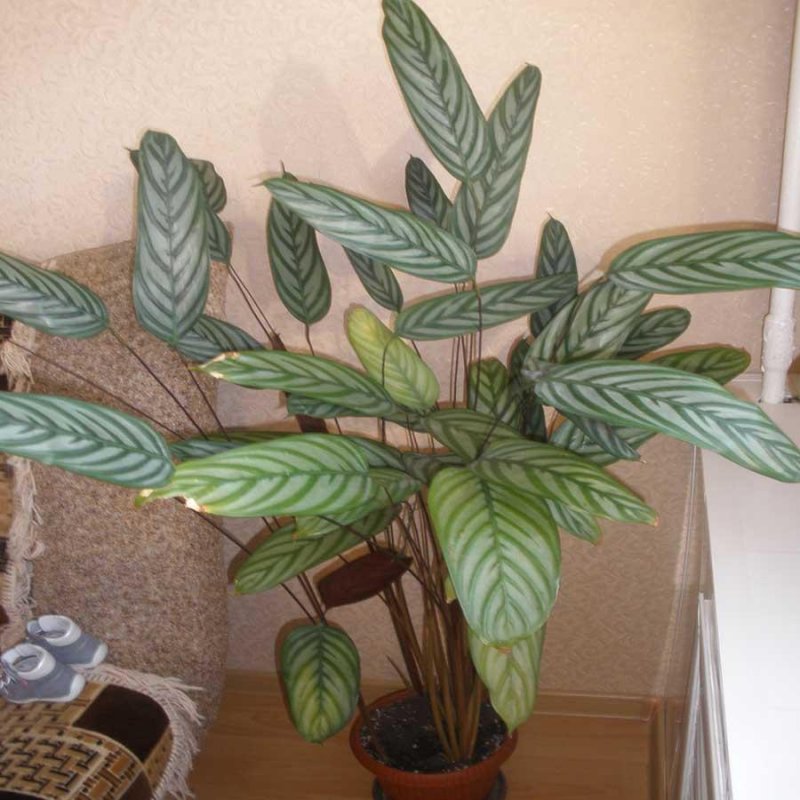Калатея литце Calathea lietzei