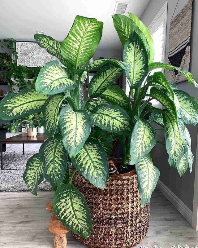 Диффенбахия (Dieffenbachia)