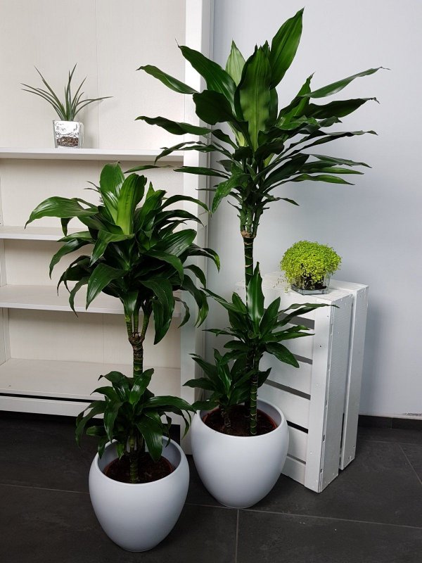 Dracaena fragrans (l.) ker Gawl. – Драцена душистая