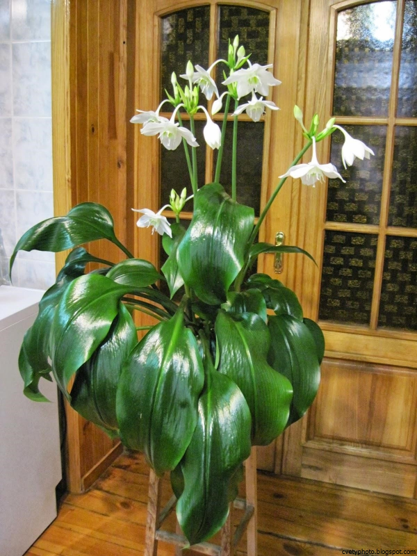 Эухарис листья