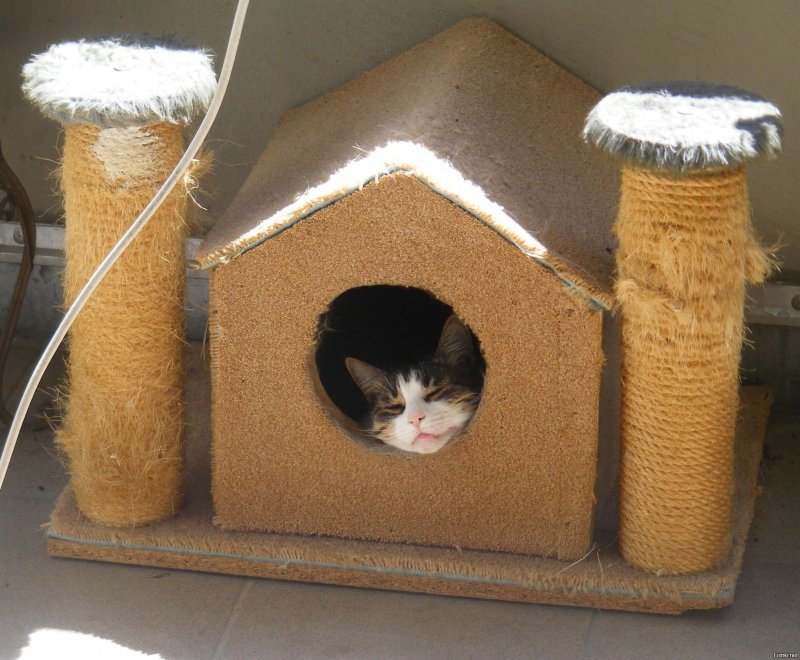 Дом для котика