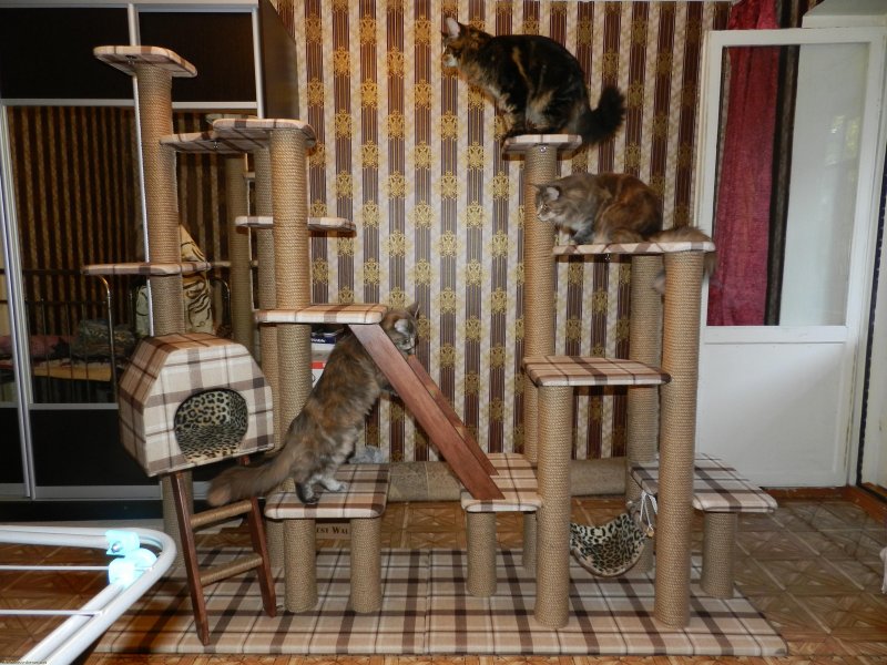 Проект кошачьего домика