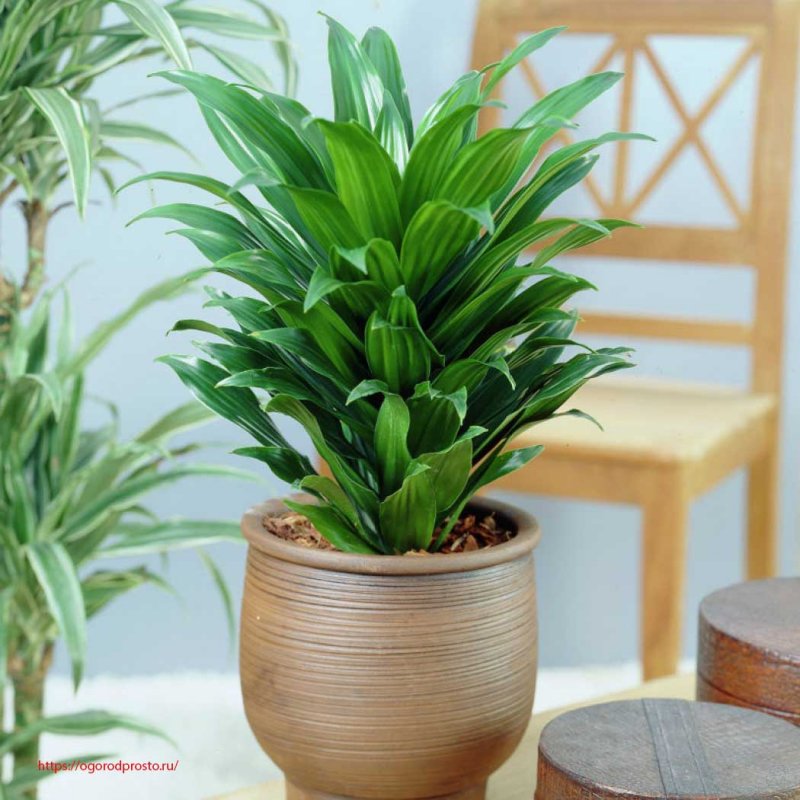 Драцена деремская Dracaena Deremensis