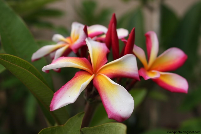 Plumeria rubra Amber Romance (Плюмерия)