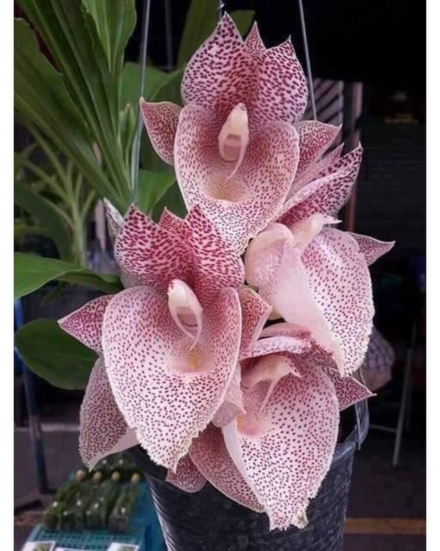 Catasetum denticulatum Jumbo Orchids