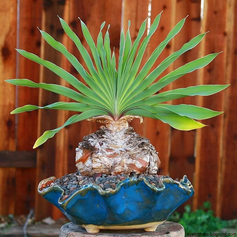 Boophane disticha