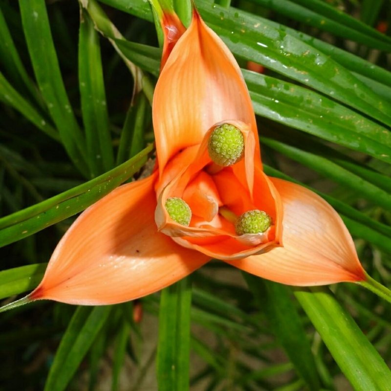 Freycinetia cumingiana