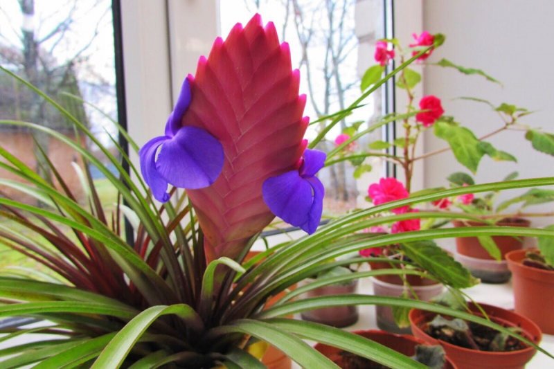 Тилландсия синяя (Tillandsia cyanea)