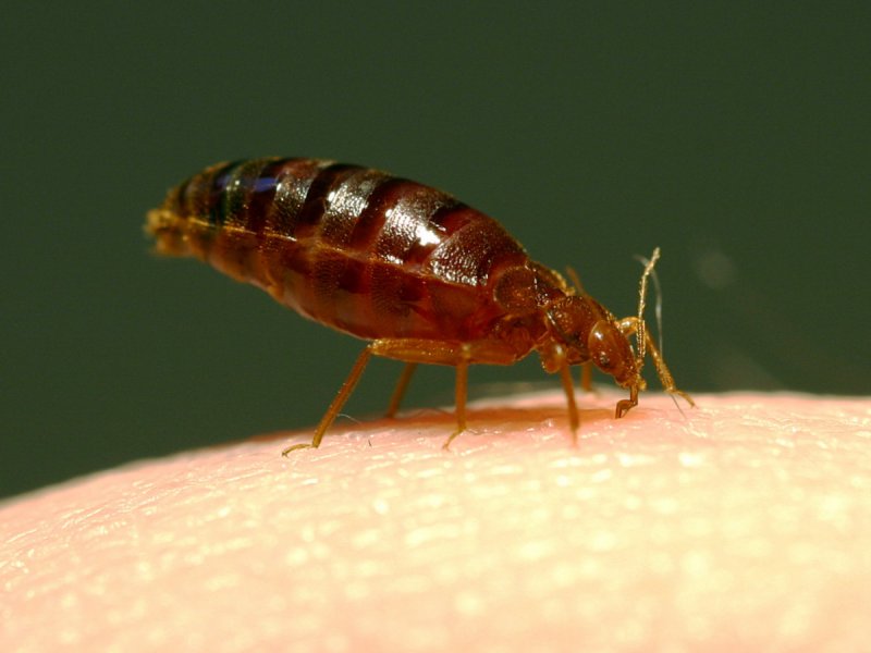 Cimex lectularius