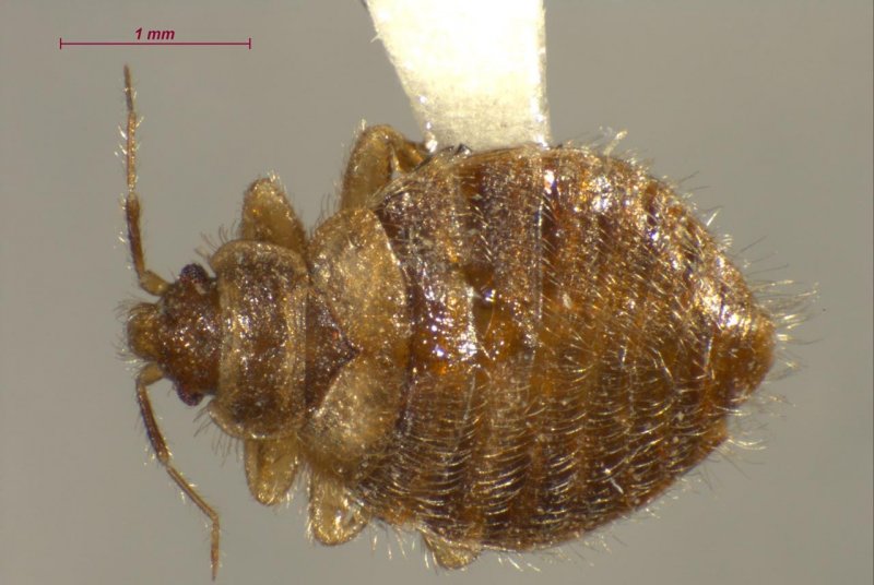 Птичий клоп haematosiphon inodorus