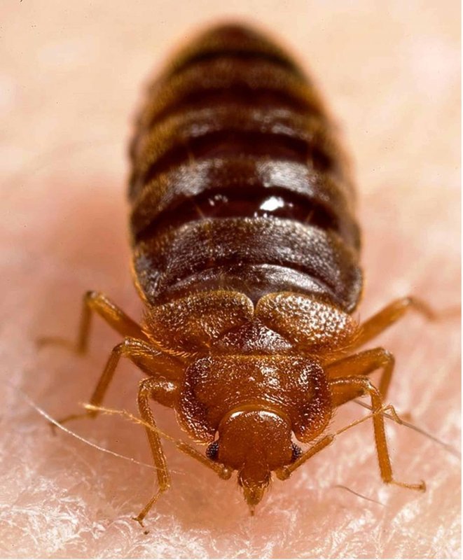 Постельный клоп Cimex lectularius (личинки, нимфы)