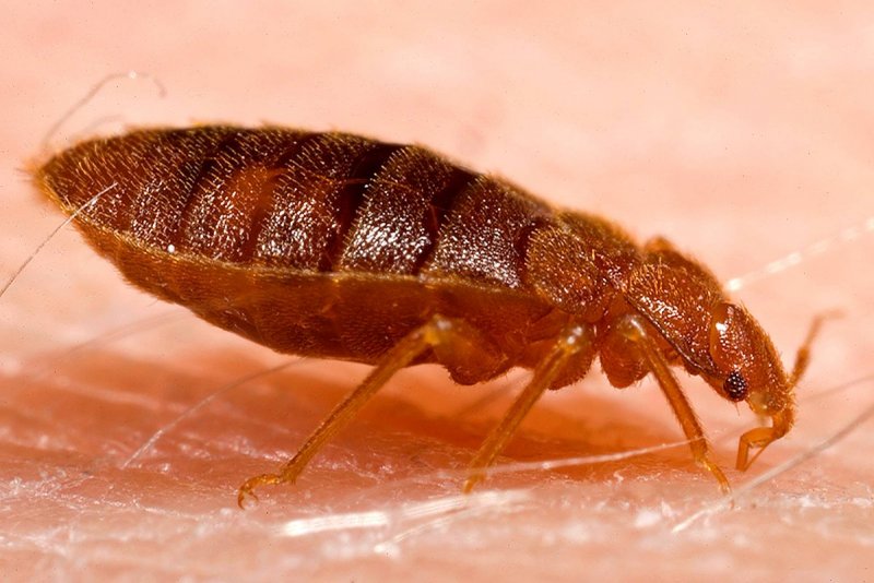 Cimex lectularius личинки