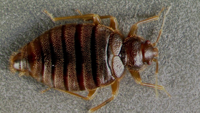 Постельный клоп (Cimex lectularius)
