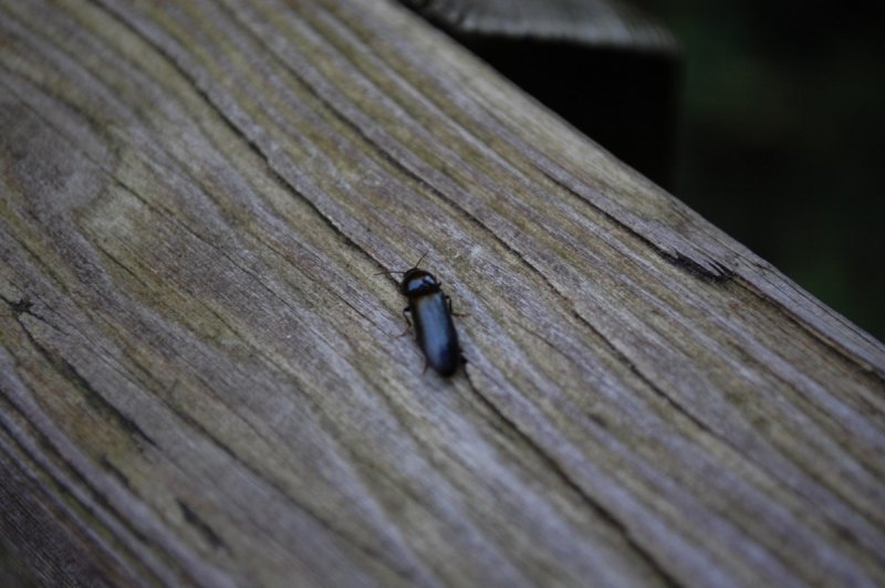 Hadrobregmus Pertinax (Linnaeus, 1758)