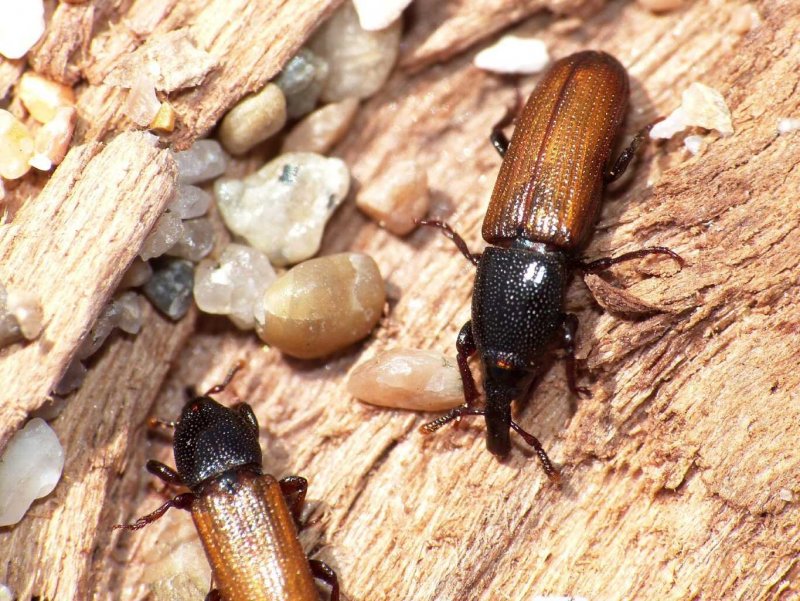 Stegobium paniceum