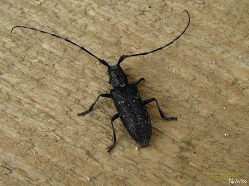 Hylotrupes bajulus