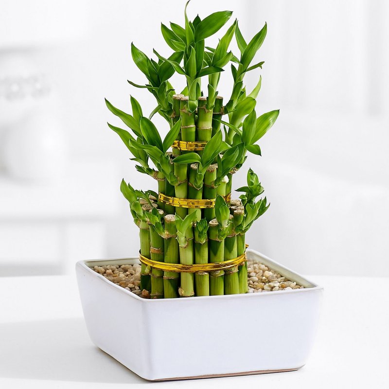 Драцена Сандера Dracaena sanderiana