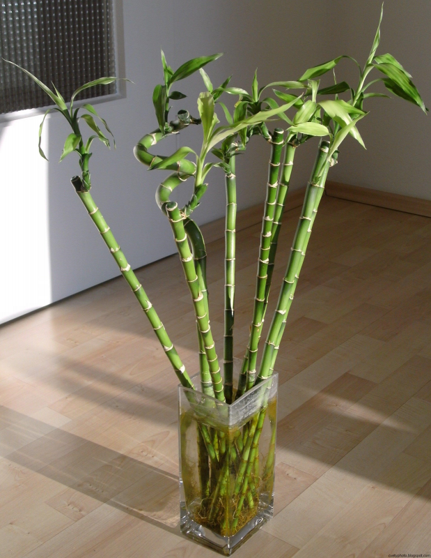 Dracaena sanderiana Green