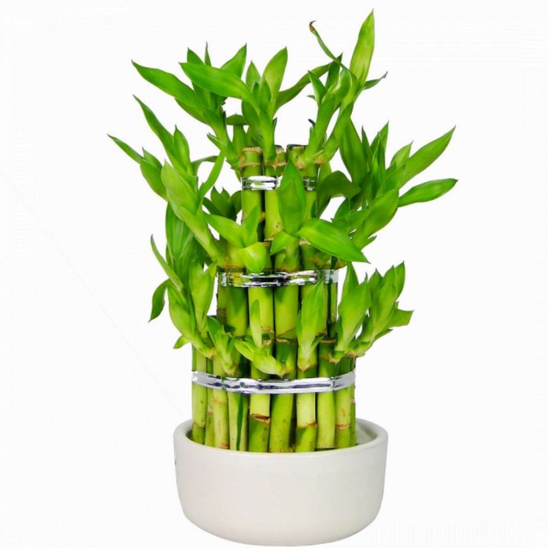 Бамбук лаки (Lucky Bamboo)