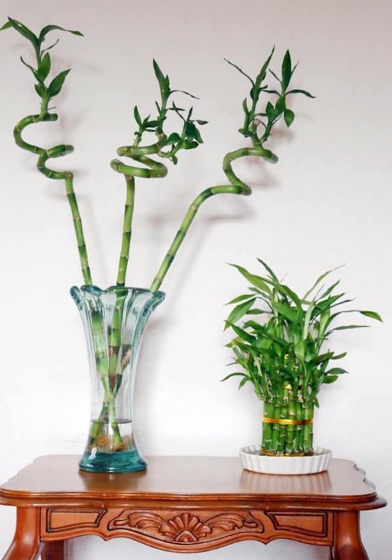 Драцена Сандера Dracaena sanderiana