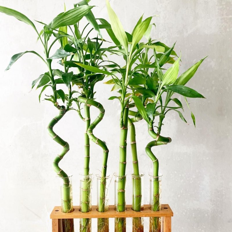 Драцена Сандера Dracaena sanderiana