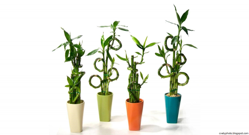 Leaf Dracaena sanderiana Lucky Bamboo