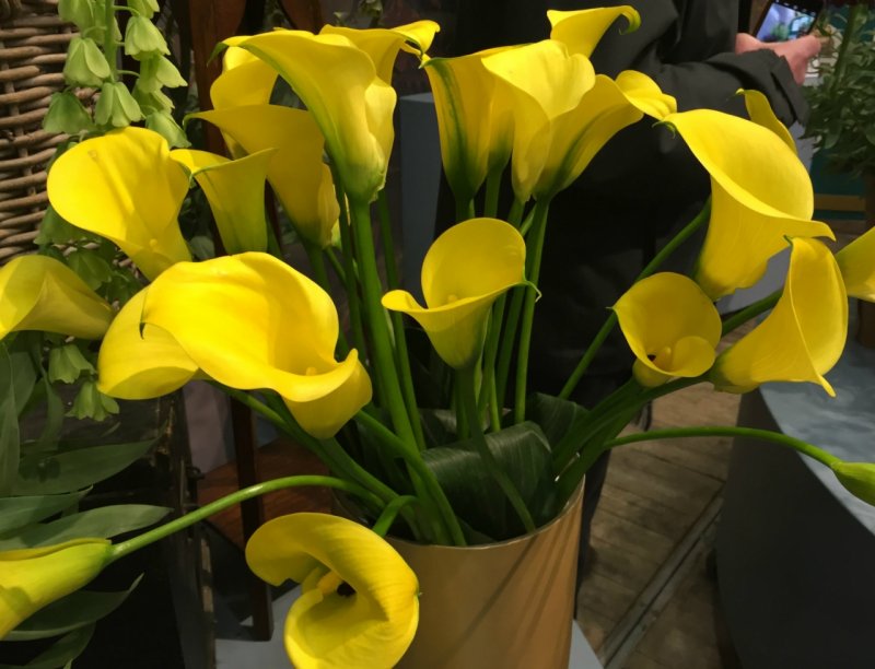 Zantedeschia elliottiana