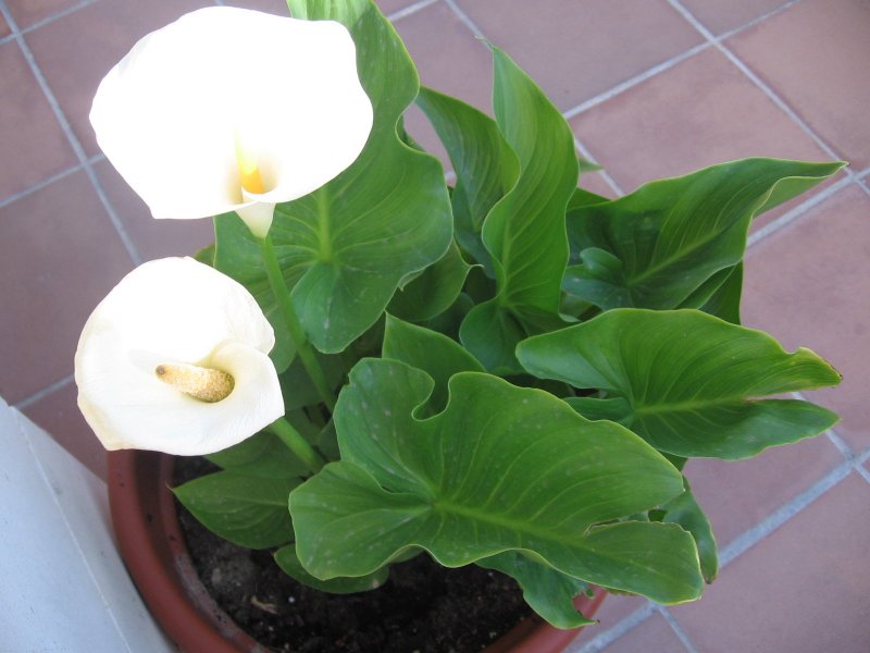 Калла эфиопская (белокрыльник)