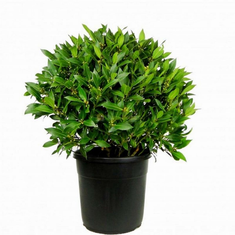 Лавр благородный (Laurus Nobilis)