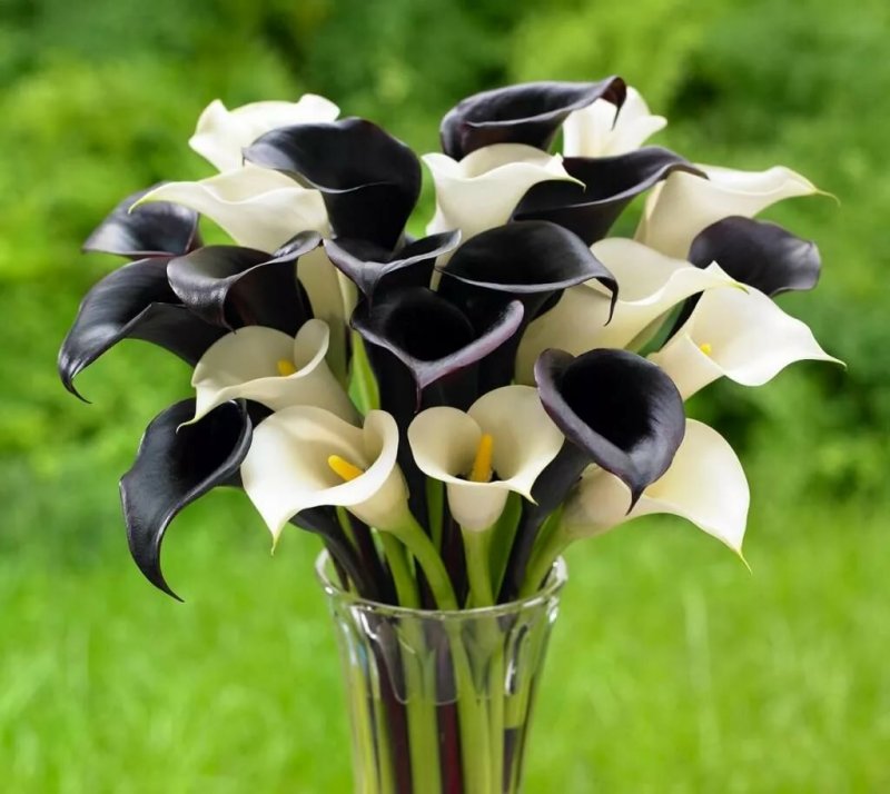 Calla Lily цветок