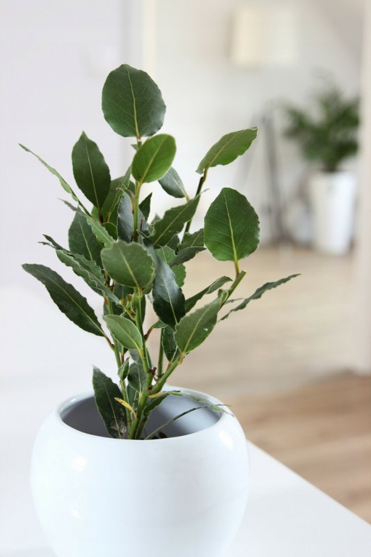 Лавр (Laurus Nobilis)аромамасла