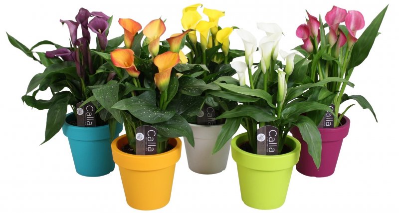Калла Zantedeschia Mix