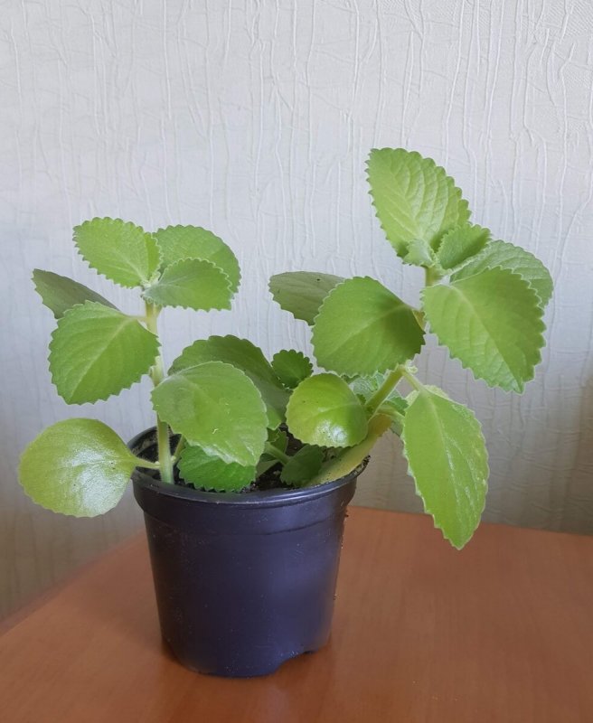 Лимонник цветок комнатный