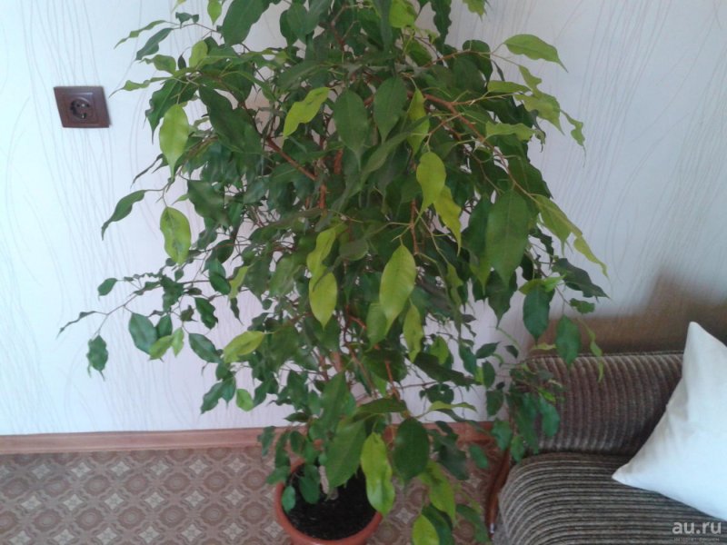 Лимонник Лиана листья