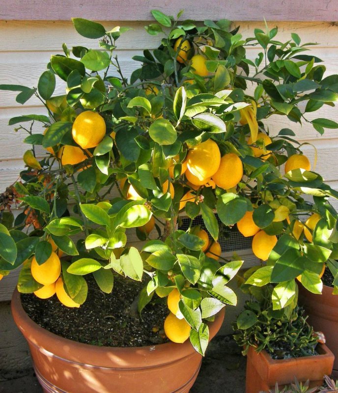 Комнатное дерево Citrus Lemon
