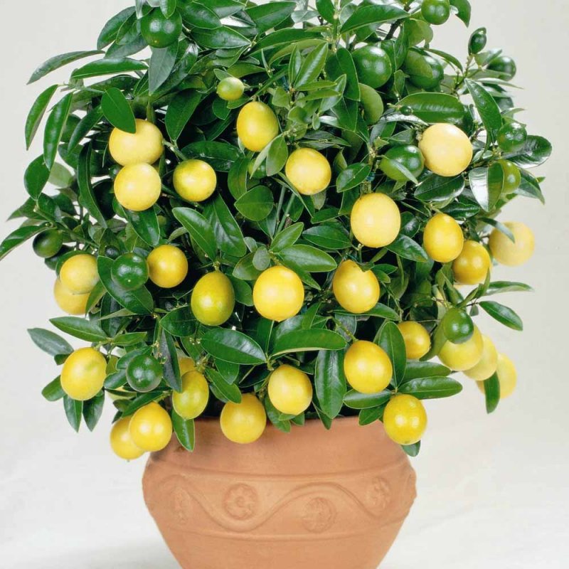 Комнатное дерево Citrus Lemon