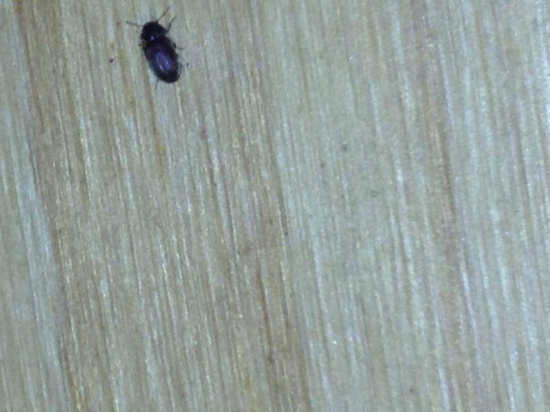 Attagenus smirnovi